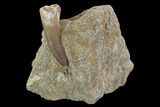 Fossil Plesiosaur (Zarafasaura) Tooth On Rock - Morocco #95112-1